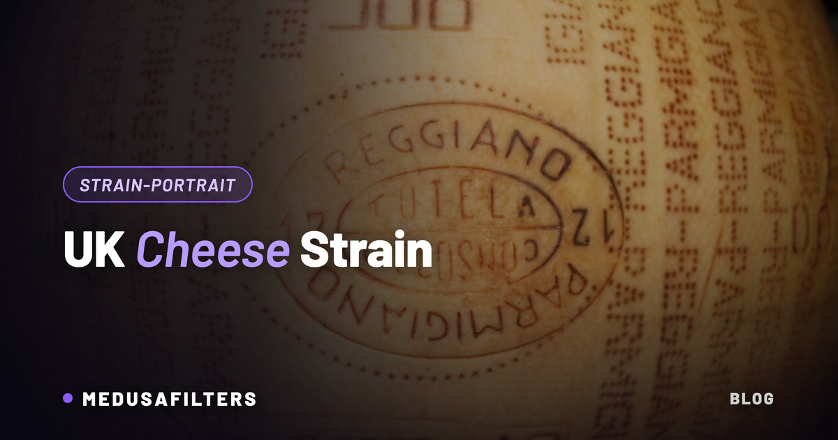 UK Cheese Strain: Nahaufnahme eines gereiften Käselaibs mit Prägung als Sinnbild für den käsigen Geruch der Sorte