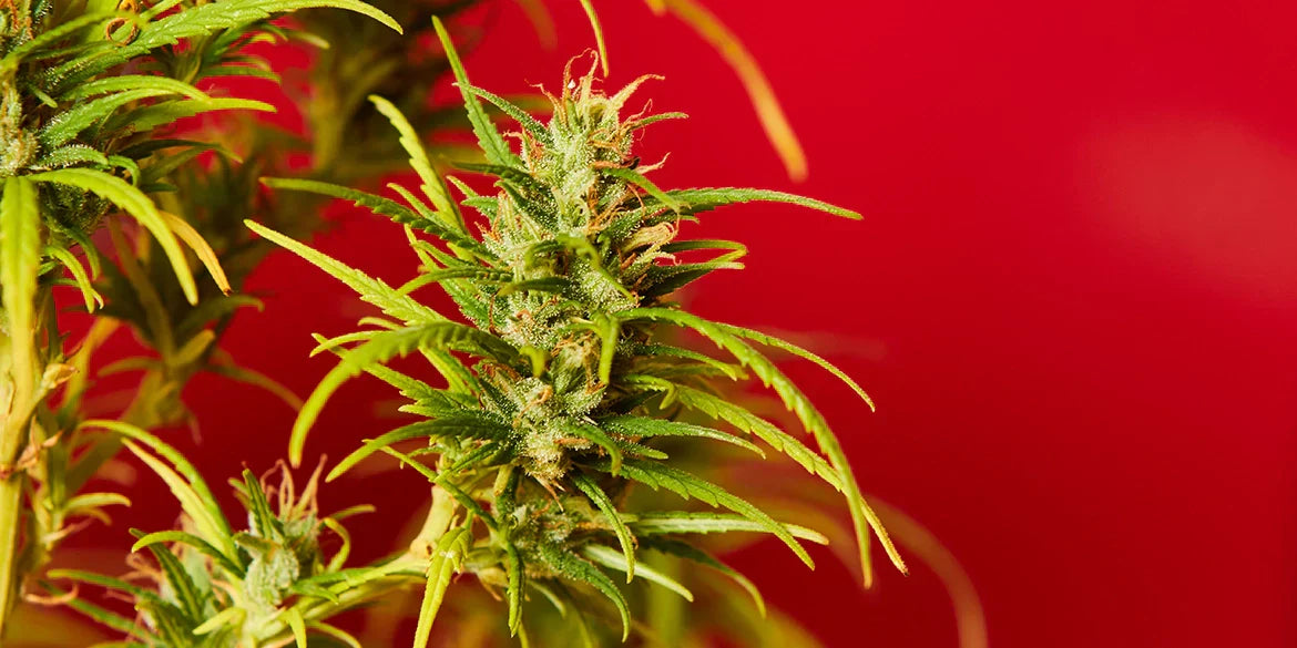 Cherry Pie Strain Cannabispflanze