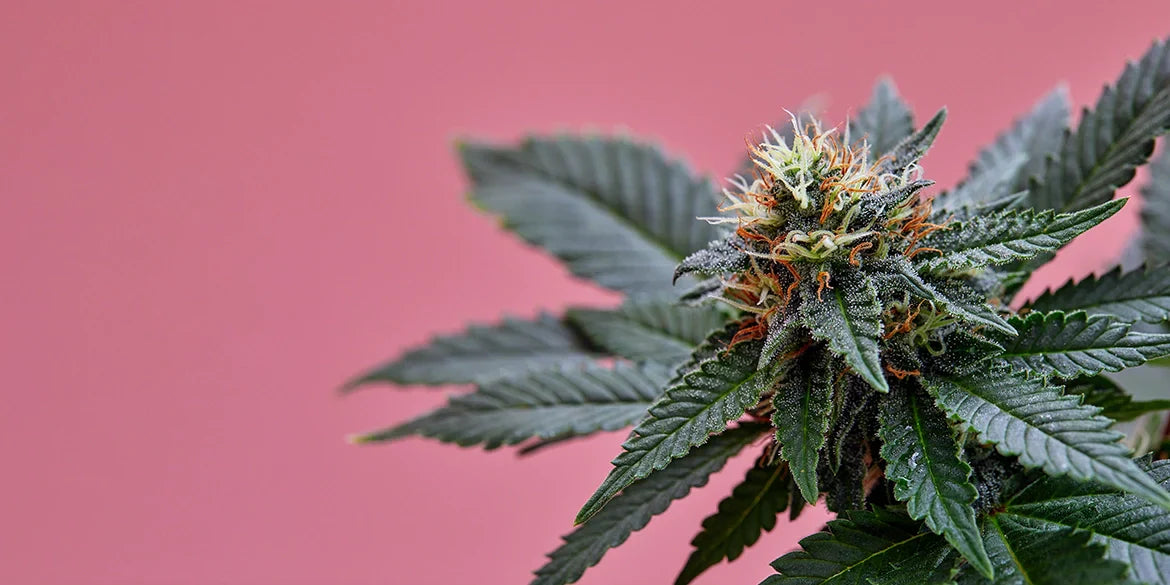 Girls Scout Cookies Strain Cannabispflanze
