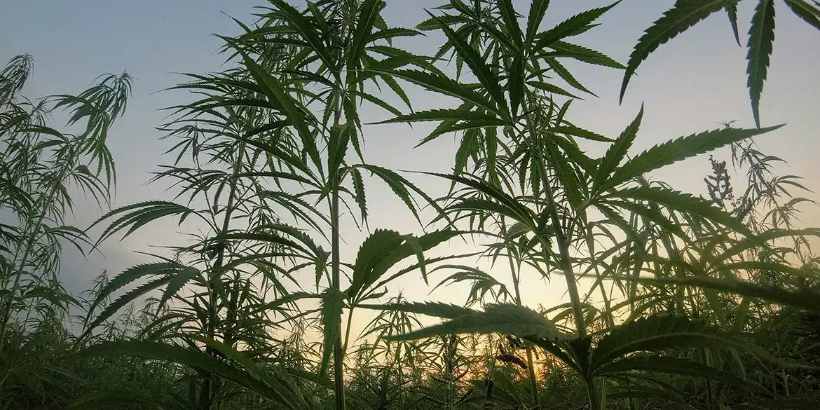Cali-weed Pflanzen