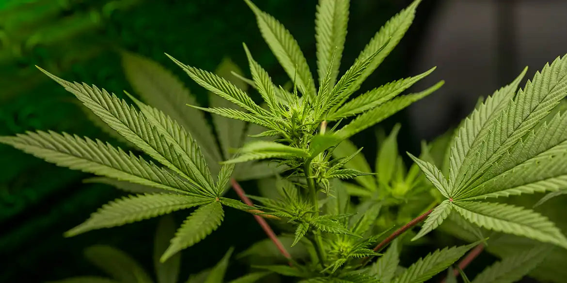 Cannabispflanze: White Runtz