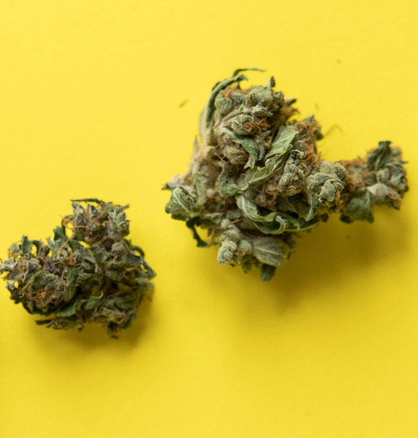Cannabissorte Mango Haze