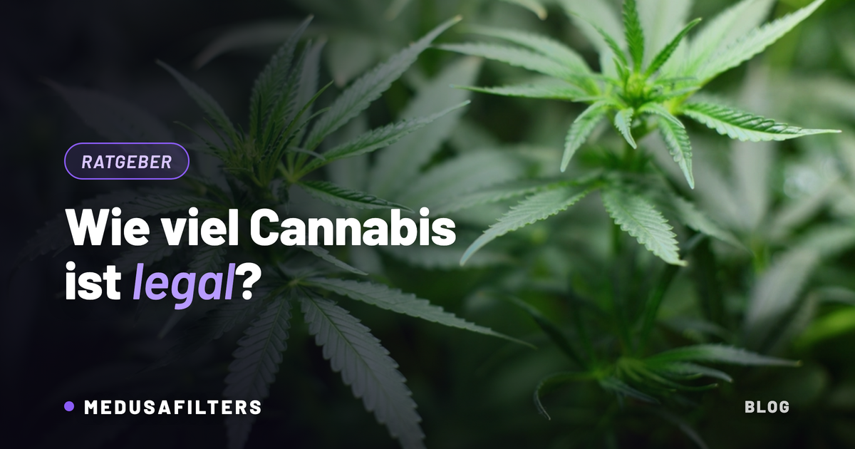 Cannabispflanzen im Detail – wie viel Cannabis darf man 2026 besitzen
