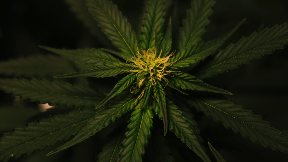 CBD zum Schlafen