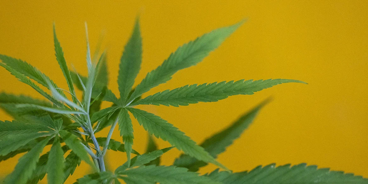 Mango Haze Cannabissorte