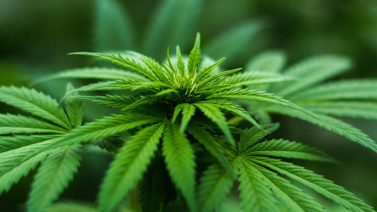 CBD Vorteile & Anwendungen