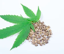 cannabis samen pflanzensamen anbauen anatomie