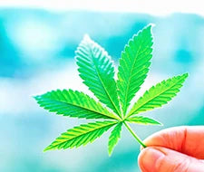 cannabis cbd thy indica sorte blüten