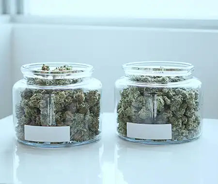 Cannabis Buds in Gläsern