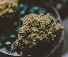 cannabis nach ernte trocknen und fermentieren vorbereitung