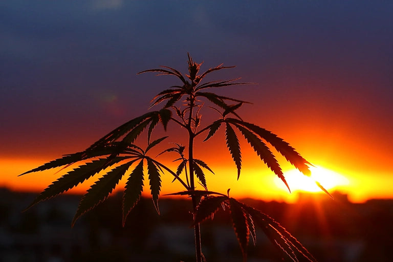 hanfpflanze cannabis pflanze sativa indica medusafilters