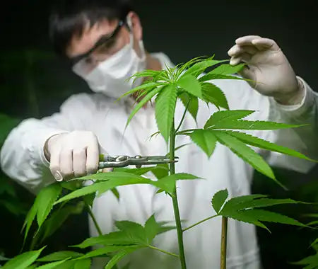 Cannabispflanze zuschneiden